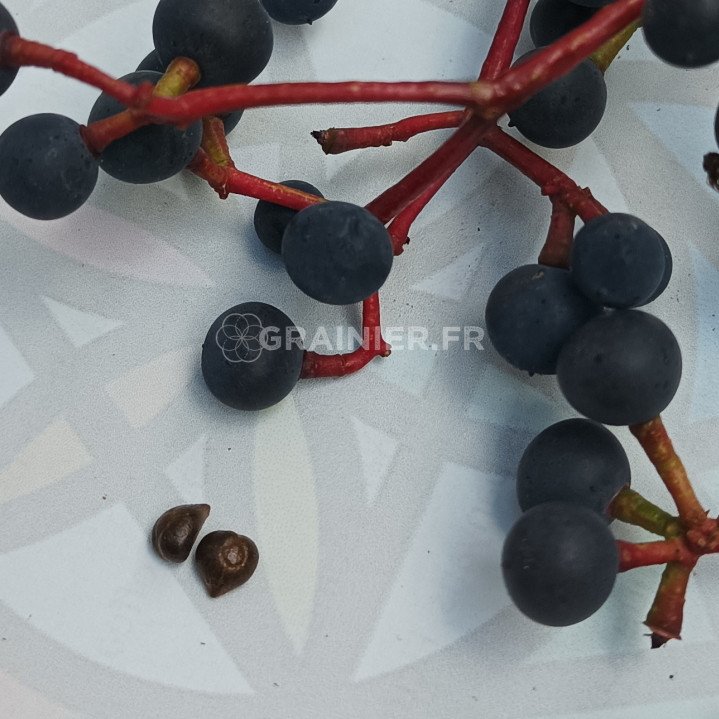 Vigne vierge, vigne vierge à cinq folioles, Parthenocissus quinquefolia image